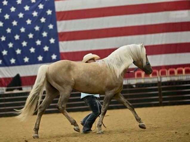 Ettrick - Dunalino Morgan Stallion